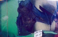 臺灣狐蝠藏品圖，第2張